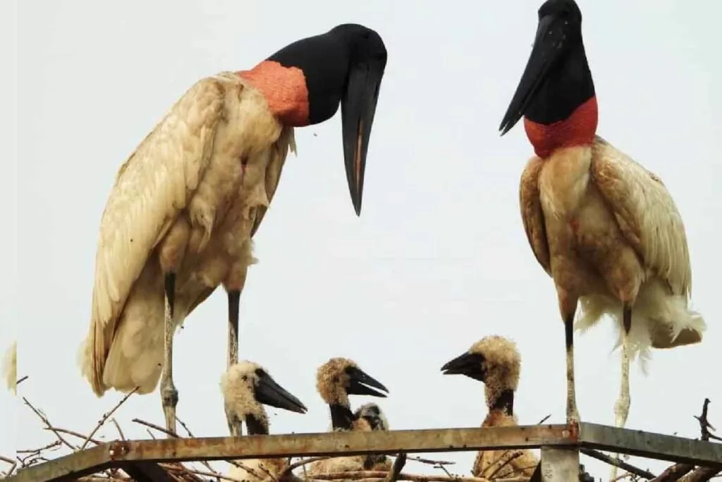 Tuiuiú é reconhecido por lei como ave-símbolo do Pantanal de MS 3 tuiuiú