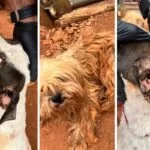 Mulher é presa por maus-tratos a dois cachorros em Campo Grande