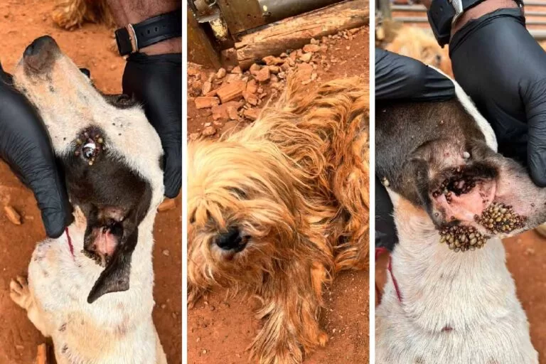 Mulher é presa por maus-tratos a dois cachorros em Campo Grande