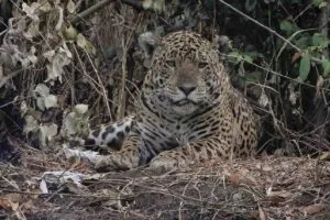 Leia mais sobre o artigo MS recebe workshop internacional sobre conflitos com grandes felinos