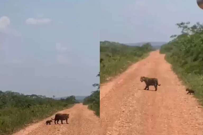 Mamãe onça-pintada e seu filhote encantam turistas no Pantanal | vídeo