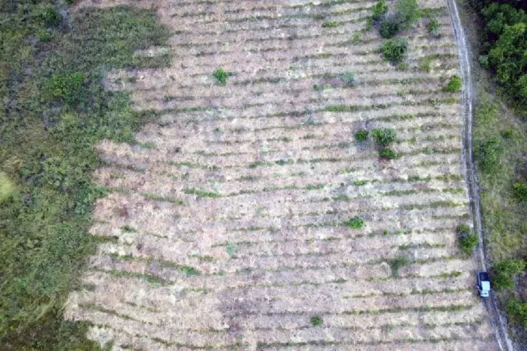 Plantio de 25 mil mudas fortalecem ações de recuperação no Pantanal