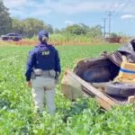 Traficantes fogem de abordagem da PRF e capotam carro carregado de maconha