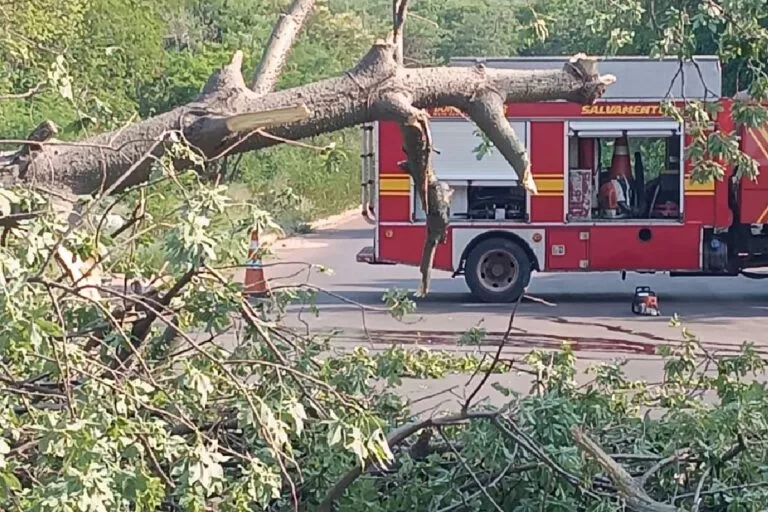 Motociclista fica ferido após ser atingido por árvore em Corumbá