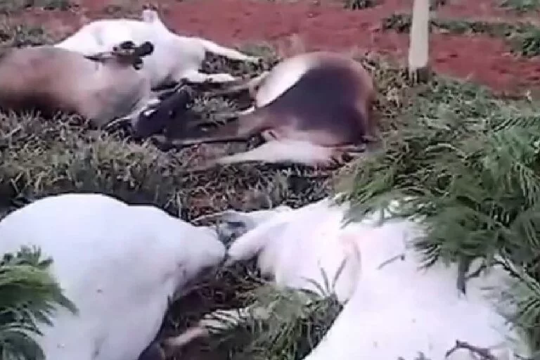 Raios matam 12 vacas prenhas em fazenda de Ribas do Rio Pardo