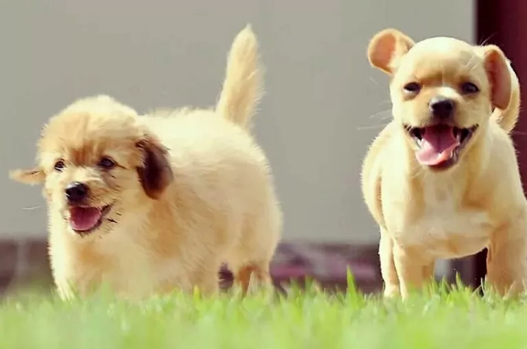 Programa reforça políticas públicas de proteção animal no Mato Grosso do Sul