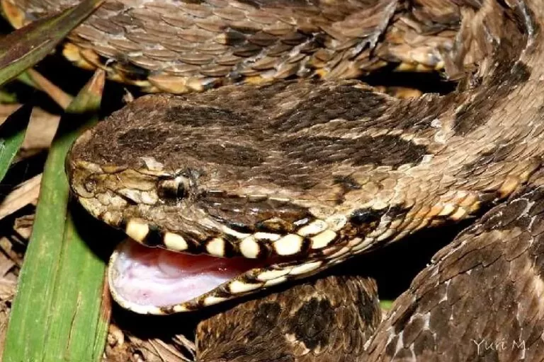 Bombeiros socorrem homem picado por cobra no Assentamento São Gabriel