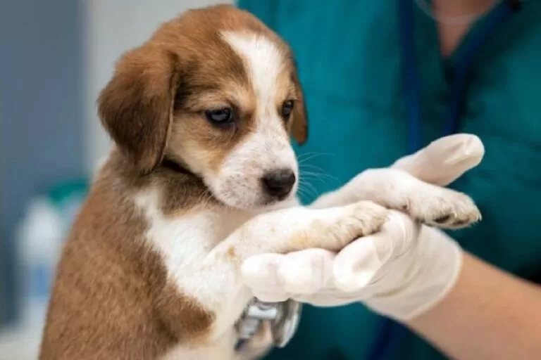 Caravana da Castração gratuita de cães e gatos
