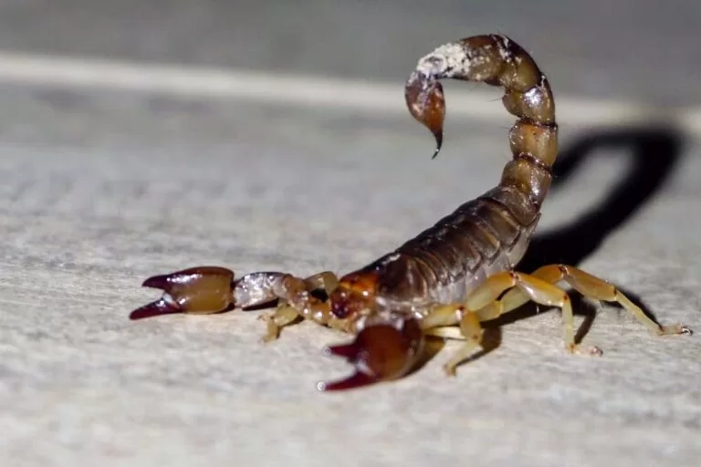 Menino de 8 anos entra em coma após picada de escorpião em Itaquiraí, Mato Grosso do Sul