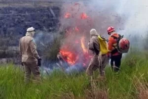 Leia mais sobre o artigo Bombeiros controlam incêndios em duas regiões do Pantanal