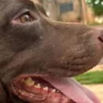 Pitbull em situação de abandono é resgatado pela Decat em Campo Grande