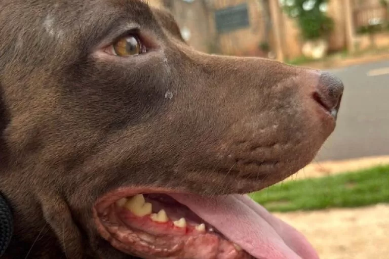 Moradora de rua de 46 anos é atacada por pitbull em Corumbá e socorrida pelo Corpo de Bombeiros com ferimentos graves nos braços.