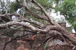 Leia mais sobre o artigo Queda de árvores em Ladário deixa mulher ferida e danifica residências