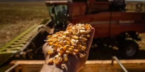 Leia mais sobre o artigo MS deve produzir 11 milhões de toneladas de milho na segunda safra