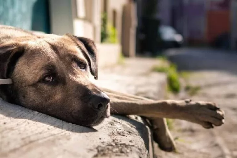 Campo Grande faz chamamento público que atenderá animais de rua na Capital