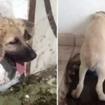 Cachorro é resgatado por bombeiros após ficar preso em buraco de saída de água