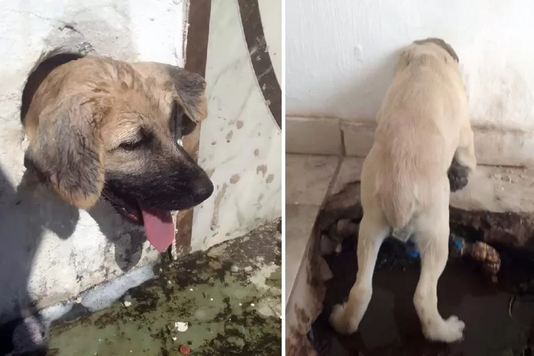 Cachorro é resgatado por bombeiros após ficar preso em buraco de saída de água