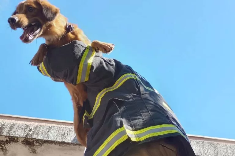 Doguinho caramelo é resgatado pelos Bombeiros em marquise de empresa em Corumbá