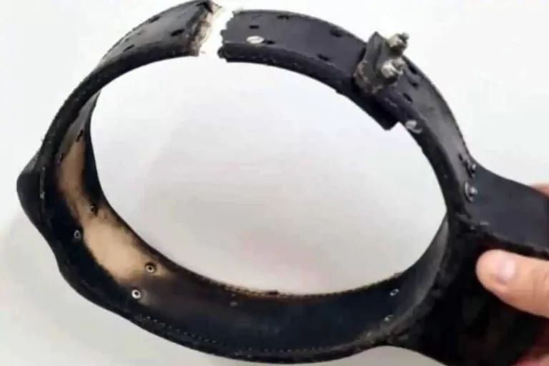 Onças-Pintadas continuam sendo mortas no Pantanal; alerta instituto