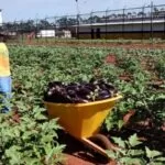 Para aprimorar o plantio, reeducandos que atuam na ‘Horta da Esperança’ recebem instruções do Senar