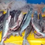 Pescador é multado por armazenar pescado ilegal em Aquidauana