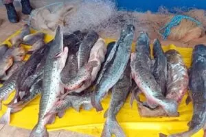 Leia mais sobre o artigo Pescador é multado por armazenar pescado ilegal em Aquidauana