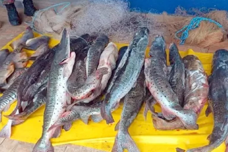 Pescador é multado por armazenar pescado ilegal em Aquidauana