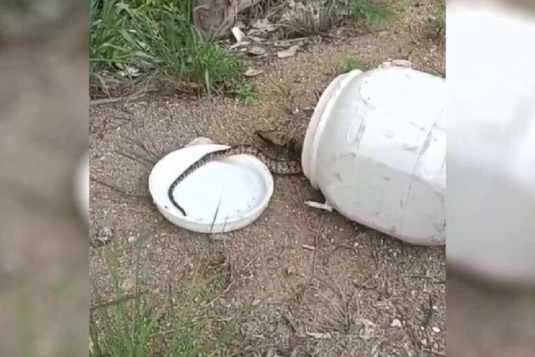 Bombeiros capturam serpente em casa no Universitário