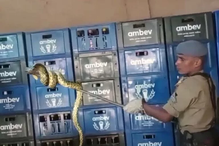 Sucuri de um metro e meio é capturada pelos Bombeiros em Ladário