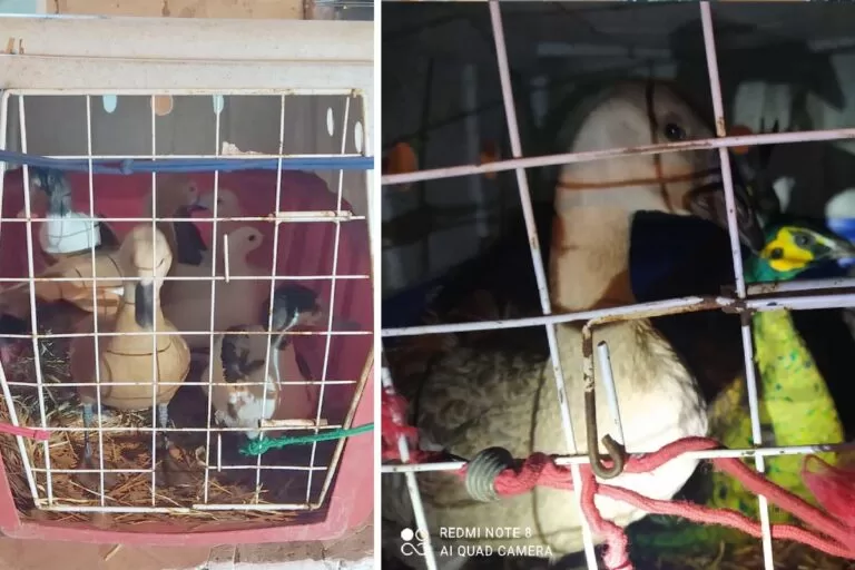 Exército e PMA apreendem aves exóticas que seguiam ilegalmente para Bolívia