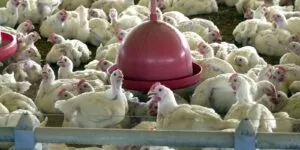 Leia mais sobre o artigo China extingue sobretaxa para carne de frango brasileira