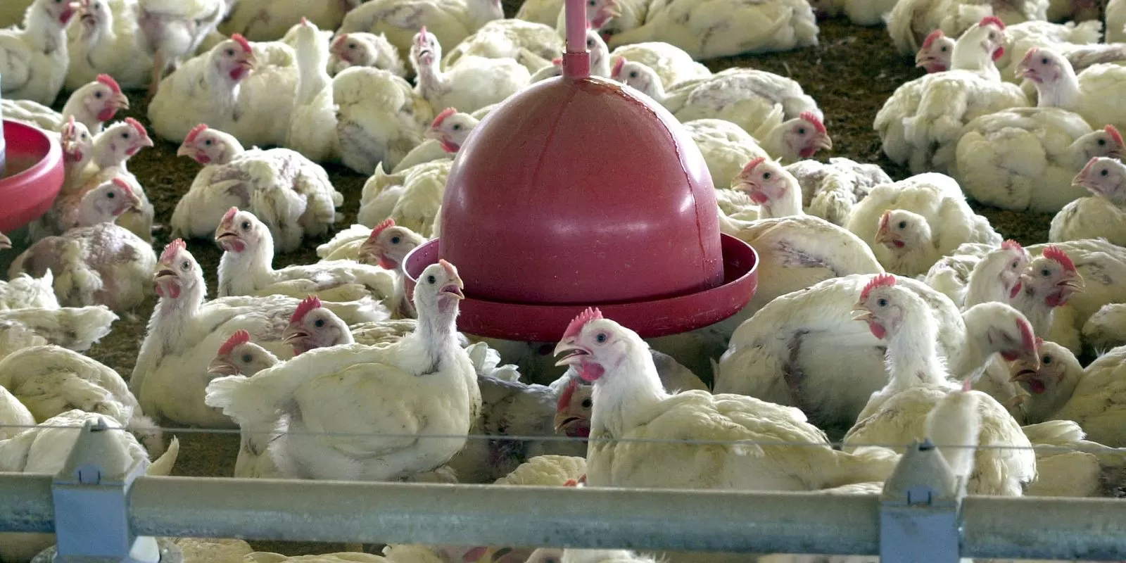 Você está visualizando atualmente China extingue sobretaxa para carne de frango brasileira