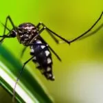 Brasil tem mais de mil mortes por dengue em investigação