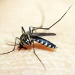 Mato Grosso do Sul registra mais 4 mortes e chega a 10 óbitos por dengue em 2024
