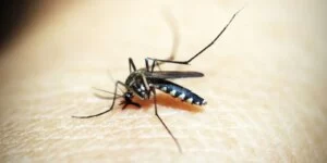 Leia mais sobre o artigo Mato Grosso do Sul registra mais 4 mortes e chega a 10 óbitos por dengue em 2024