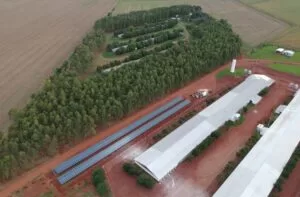 Leia mais sobre o artigo Mundo Novo entra no mapa da avicultura estadual com investimentos de R$ 66 milhões em recursos do FCO