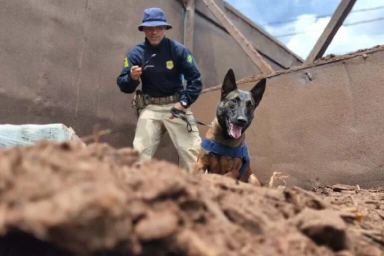 PRF apreende quase 300 kg de maconha em caminhão de serragem na BR-262