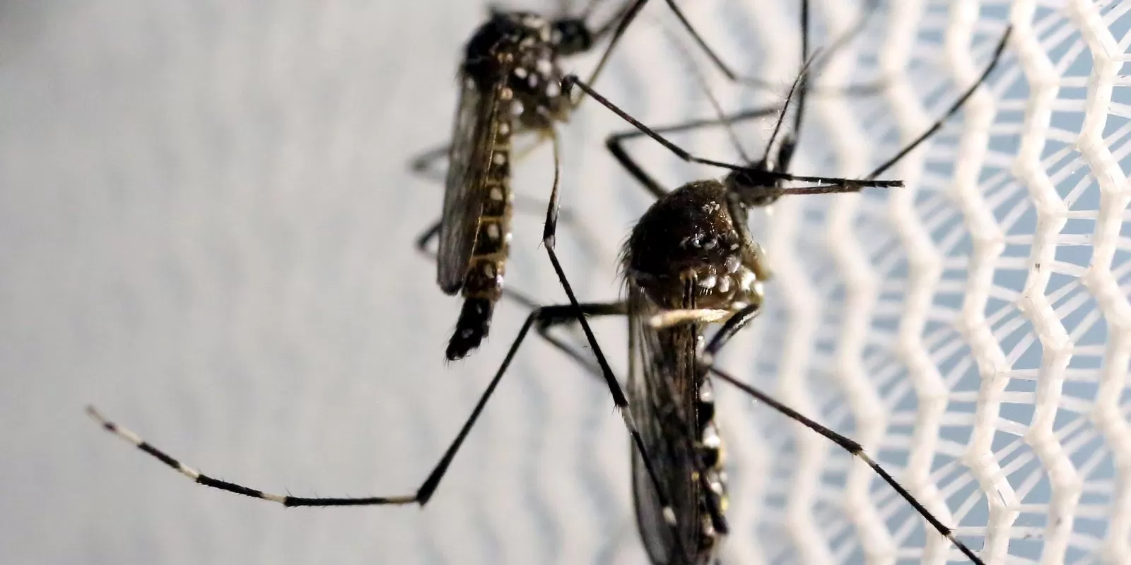 Você está visualizando atualmente Crianças de até 5 anos morrem mais de dengue, revela pesquisa