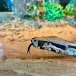 Após ser resgatada em circo, serpente é a nova moradora do Bioparque Pantanal