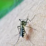 Dengue: Mato Grosso do Sul registra 14 mortes e 4.093 casos suspeitos de Chikungunya