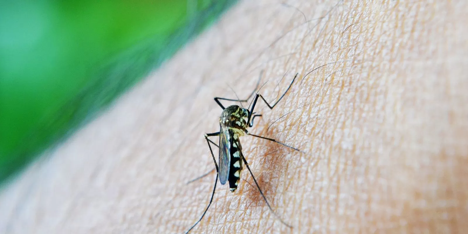Você está visualizando atualmente Dengue: Mato Grosso do Sul registra 14 mortes e 4.093 casos suspeitos de Chikungunya