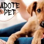 Feira para adoção de pets acontece neste domingo em Campo Grande