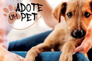 Leia mais sobre o artigo Feira para adoção de pets acontece neste domingo em Campo Grande