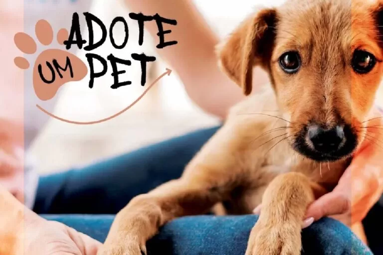 Feira para adoção de pets acontece neste domingo em Campo Grande