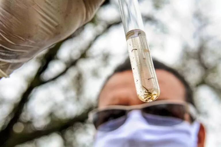 Dia "D" de combate à dengue