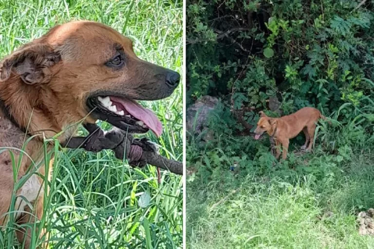 Cão é resgatado em Corumbá após denúncia de maus-tratos