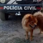 Cão é resgatado em Corumbá após denúncia de maus-tratos