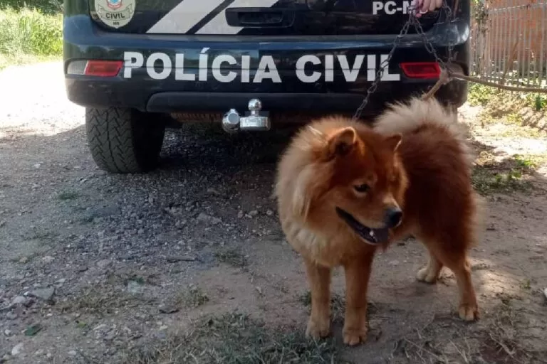 Cão é resgatado em Corumbá após denúncia de maus-tratos