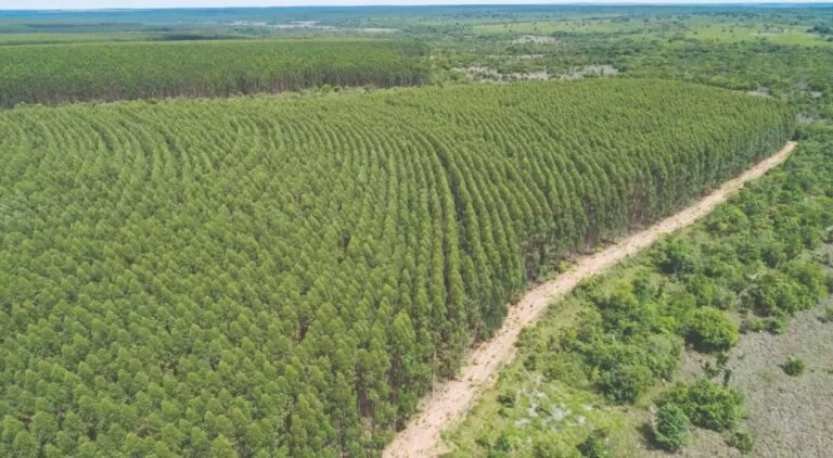 Fábrica Multinacional de celulose abre 150 vagas de trabalho em MS