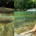Turista é mordida por peixe dourado em Bonito: incidente raro causou ferimento grave